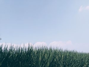 수익률 기대! 지금 주목해야 할 밈코인 추천 TOP 5