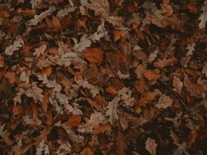 놓치면 후회! 가을 제철 음식 BEST 5 & 레시피